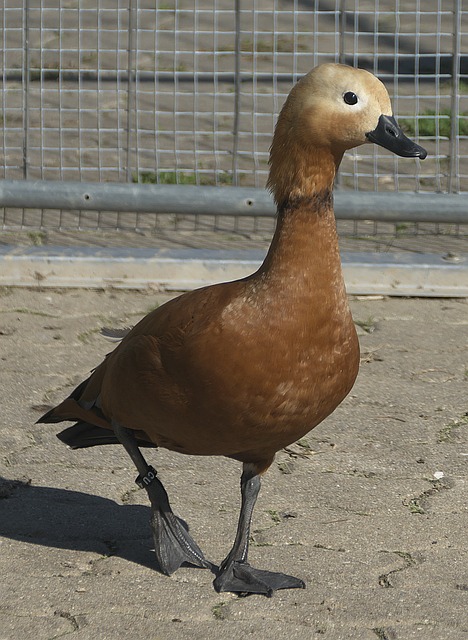 仅关乎飞行